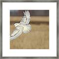 Snow Owl Flight 2 Framed Print