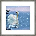 Snow Swan Swim Framed Print