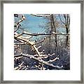 Snowy Branches Framed Print