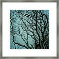 Snowy Branches Framed Print