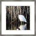 Snowy Egret And A Guy From The Hood Framed Print