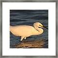 Snowy Egret By Sunset Framed Print