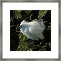 Snowy Egret Fluffy Framed Print