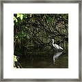Snowy Egret Framed Print