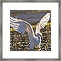 Snowy Egret Makes The Catch - Egretta Thula Framed Print