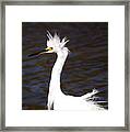 Snowy Egret Having A Bad Feather Day Framed Print