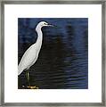 Snowy Egret Perched On A Rock Framed Print