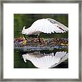 Snowy Egret Taking Flight Framed Print