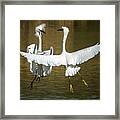 Snowy Egrets Fight 3638-112317-2cr Framed Print