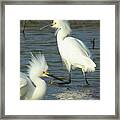 Snowy Egrets Framed Print