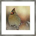 Snowy Female Cardinal Framed Print