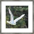 Snowy Glide Framed Print