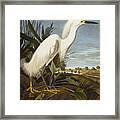 Snowy Heron Framed Print