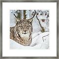 Snowy Lynx Framed Print