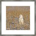 Snowy Owl 2016-5 Framed Print