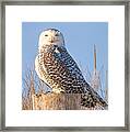 Snowy Owl Framed Print