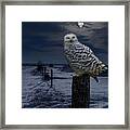 Snowy Owl On A Winter Night Framed Print