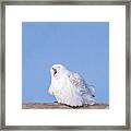 Snowy Owl Screech Framed Print