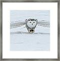 Snowy Owl Smooth Landing Framed Print