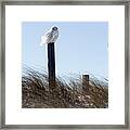 Snowy Owl, Eastham Framed Print
