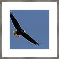 Soaring Eagle Framed Print