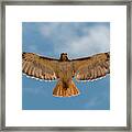 Soaring Red Tailed Hawk Framed Print