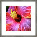 Socal Hibiscus Framed Print