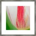 Soft And Tender Tulip Closeup Red White Green Framed Print