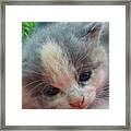 Soft Calico Kitten Framed Print