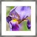 Soft Colors Iris Framed Print