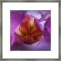 Soft Colors Iris Framed Print