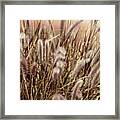 Soft Dried Plumes Of Desert Grass Framed Print