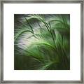 Soft Grass Framed Print