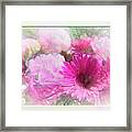 Soft Pink Gerbera Framed Print