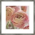 Soft Pink Ranunculus Framed Print