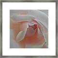 Soft Pink Rose Framed Print