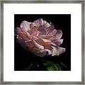 Soft Pink Rose Framed Print