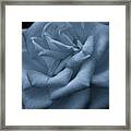 Soft Rose 4691 Bw_2 Framed Print