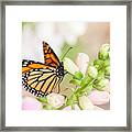 Soft Spring Butterfly Framed Print