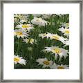 Soft Touch Daisy Framed Print