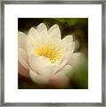 Soft Water Lily Framed Print