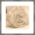 Soft White Rose Framed Print
