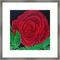 Solitary Red Rose Framed Print