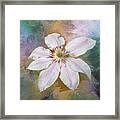 Solo Clematis Framed Print