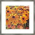 Some Of The Beautiful Black Eyed Susans Framed Print