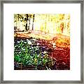 Some Wildflowers In The Forest On A Framed Print