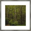 Somewhere In The Woods Framed Print