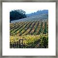 Sonoma County Vineyards Near Healdsburg Framed Print