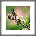 Soon To Be Lilacs Framed Print