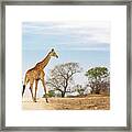 South African Giraffe Framed Print